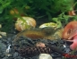 Preview: Amber Shrimps OE